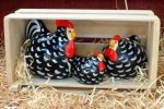 Wyandotte<br> New Zealand Happy Hens